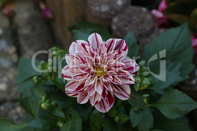 Isolated natural dahlia flower on green background