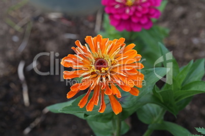 Isolated natural zinnia flower on green background
