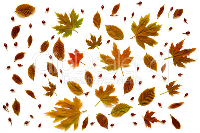 Flat Lay Of Various, Colorful Autumn Leaf Texture.
