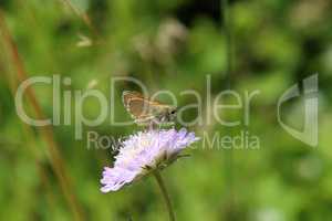 A close up view of a Large Skipper Butterfly