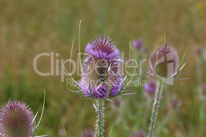 Dipsacus fullonum. Green wild Teasel or thistle, spiky plant with thorn on a meadow.