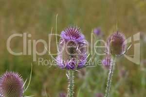 Dipsacus fullonum. Green wild Teasel or thistle, spiky plant with thorn on a meadow.