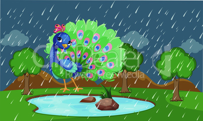 peacock is dancing in a park during rain