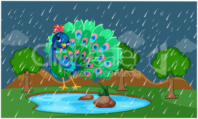 peacock is dancing in a park during rain