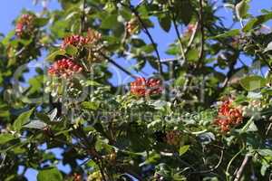 Elderberry ripen on the branches of a bush