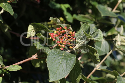 Elderberry ripen on the branches of a bush