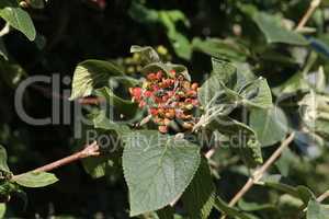 Elderberry ripen on the branches of a bush