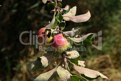 Apples ripen on tree branches in Summer