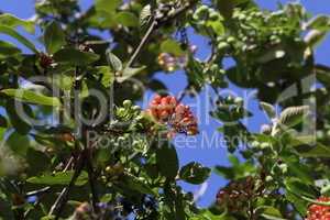 Elderberry ripen on the branches of a bush