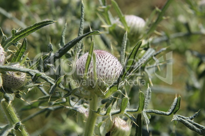 Thistle flower in the field in summer