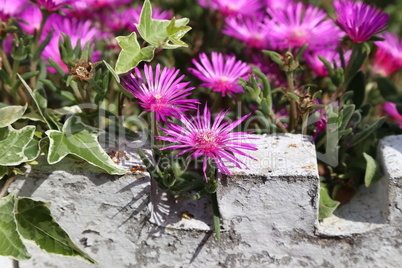 Beautiful cactus plant of the genus Delosperma bloom