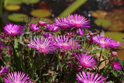 Beautiful cactus plant of the genus Delosperma bloom