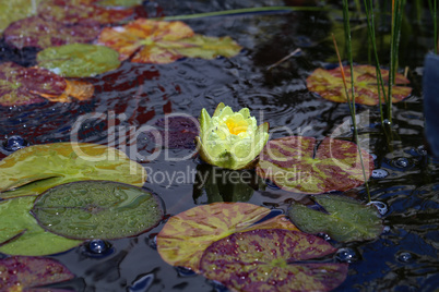 Beautiful yellow water lily or lotus flower