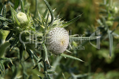 Thistle flower in the field in summer