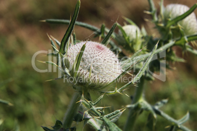 Thistle flower in the field in summer