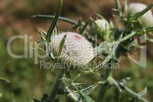 Thistle flower in the field in summer
