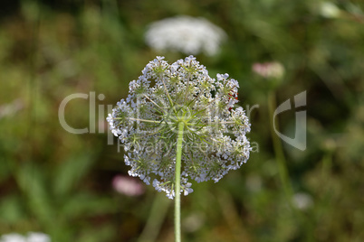 Close-up of a wild carrot growing between grass