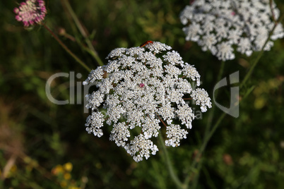 Close-up of a wild carrot growing between grass