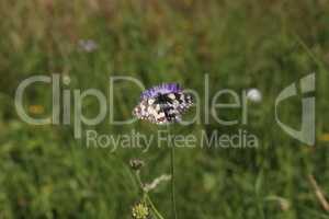 Melanargia galathea - A marbled white butterfly nectaring on a scabious flower