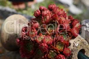 Sempervivum species live succulent garden outdoor plants