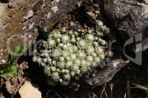 Sempervivum species live succulent garden outdoor plants
