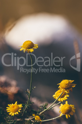 Wild yellow daisy flowers