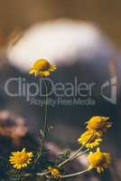 Wild yellow daisy flowers
