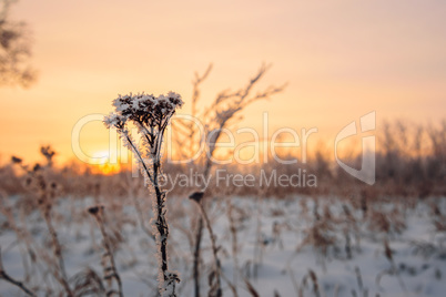 Frosted flowers in the sunset light