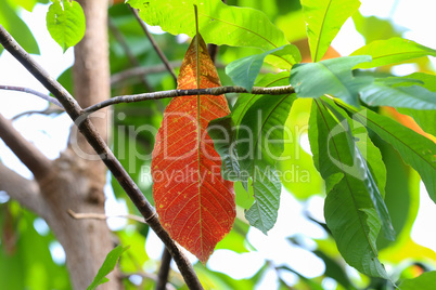 Red leaf on a background of green leaves