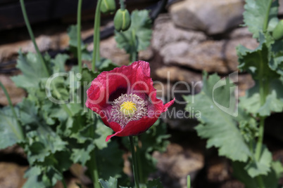 Red violet wild poppy flower in Summer