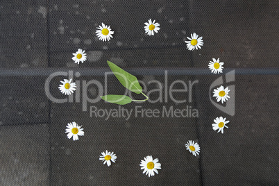 Watch of white daisies and arrows of leaves