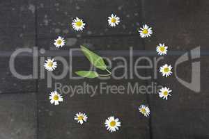 Watch of white daisies and arrows of leaves