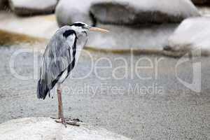 Heron stands on a stone and gets wet in the rain