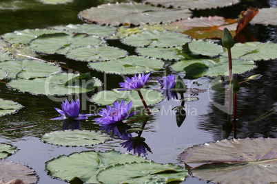 Beautiful water lily flowers blooming in the water