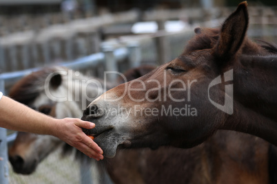 Hand of woman giving horse a grass
