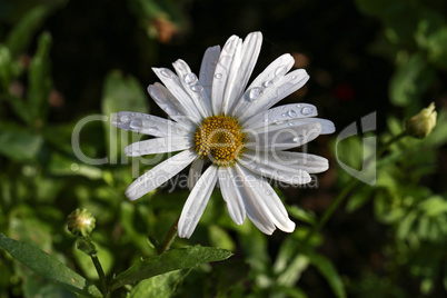 A white camomile in the summer meadow