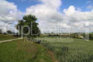 Summer landscape with green pricking wheat field