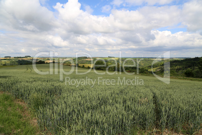 Summer landscape with green pricking wheat field