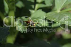 Wasp sits on a green leaf in the garden