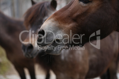 A close up of a horse head