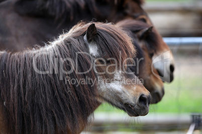 A close up of a horse head