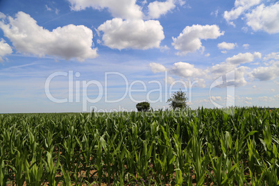Green cornfield against a blue sky with white clouds