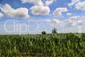 Green cornfield against a blue sky with white clouds