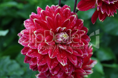 Isolated natural dahlia flower on green background