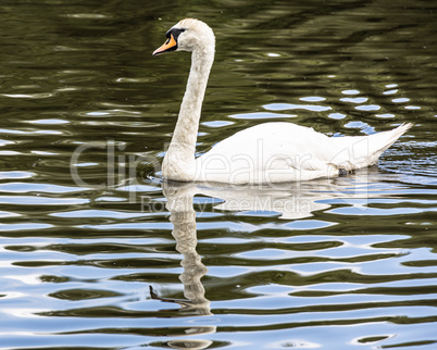 Trittau - Pond Mühlenteich - Swan