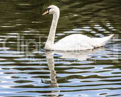 Trittau - Pond Mühlenteich - Swan