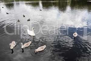 Trittau - Pond Mühlenteich