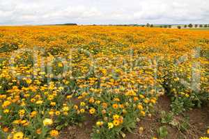 Calendula, medicinal flowers grow in a field in Germany