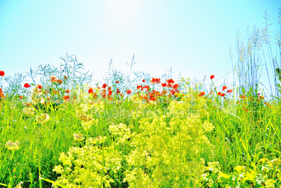 Blumen im Feld