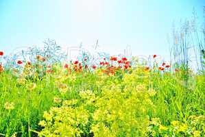 Blumen im Feld